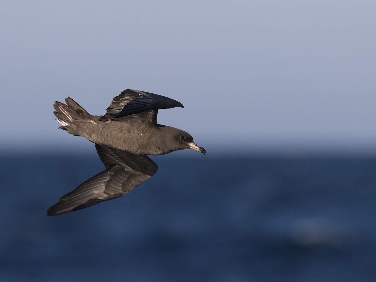 Flesh-footed Shearwater - ML64168721