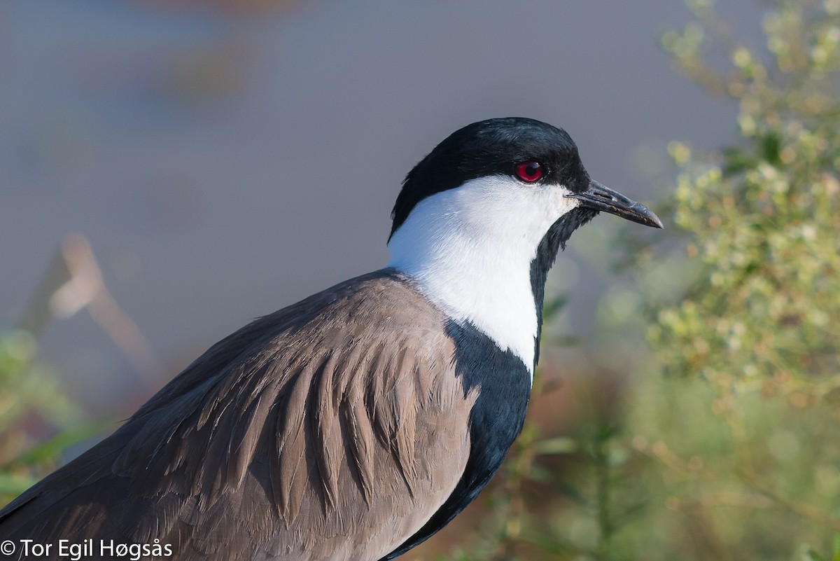 Spur-winged Lapwing - ML64169351