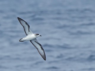  - Barau's Petrel