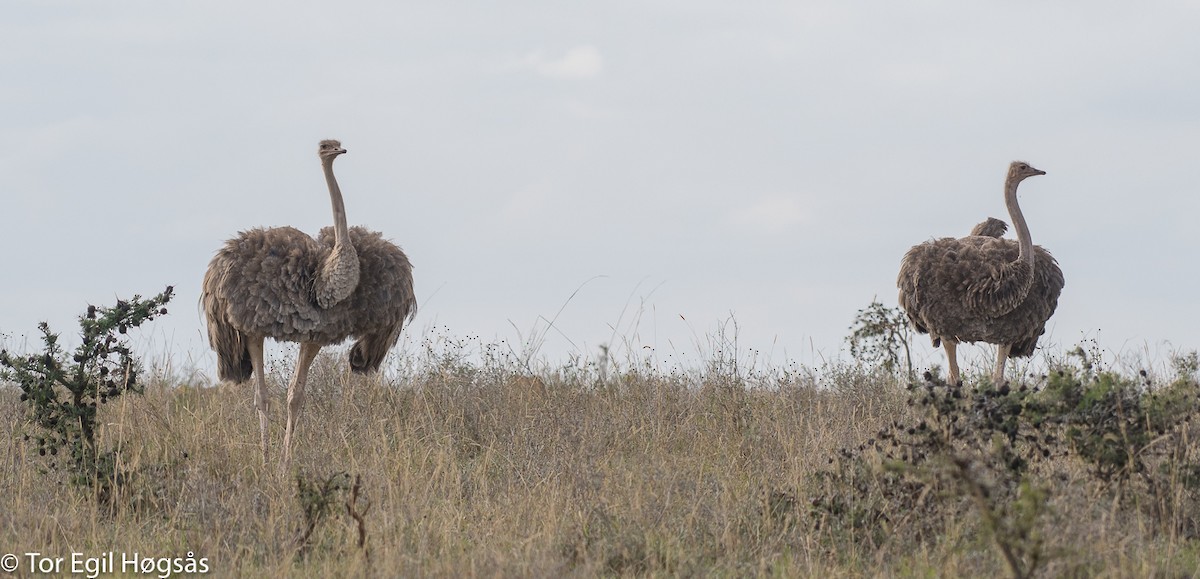 Common Ostrich - ML64169551
