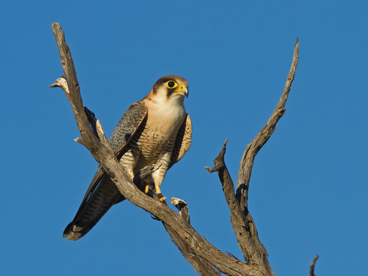 Red-necked Falcon (African) - ML64170151