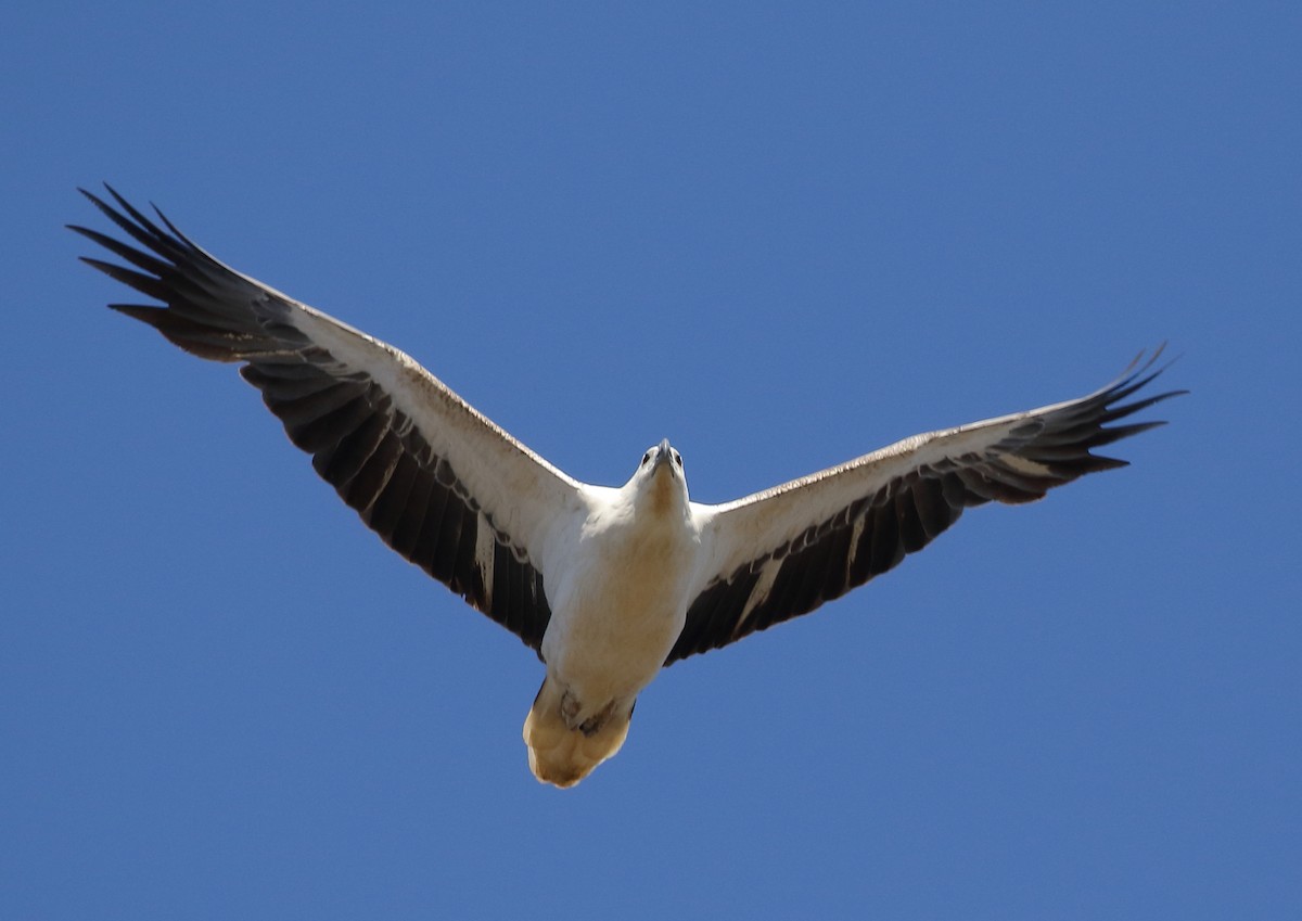 White-bellied Sea-Eagle - Michael Rutkowski