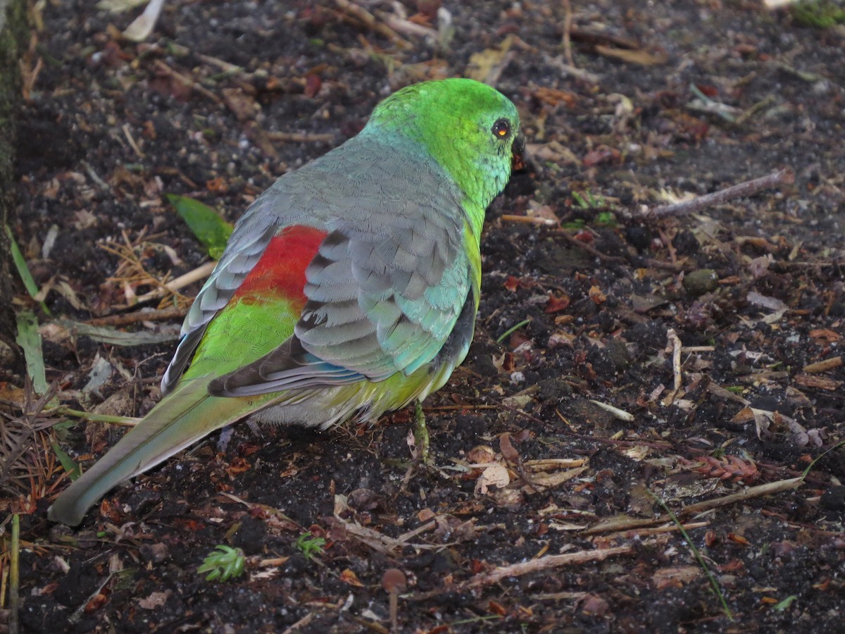 Red-rumped Parrot - ML64171131
