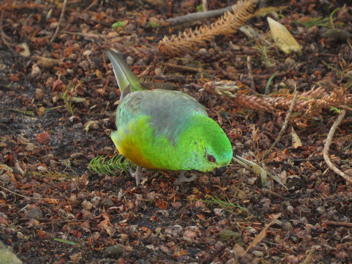 Red-rumped Parrot - ML64171271