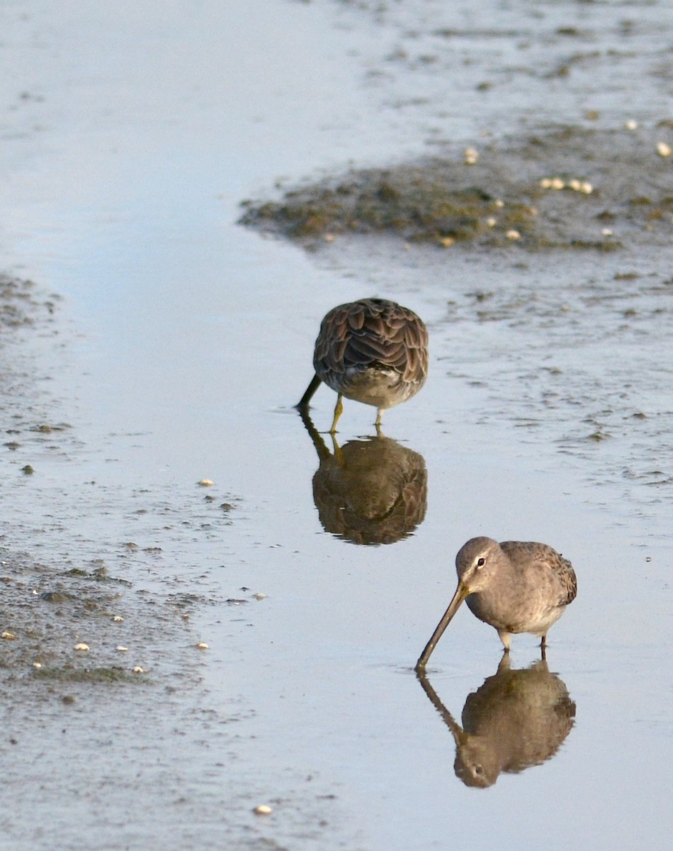 Long-billed Dowitcher - Jay Wherley