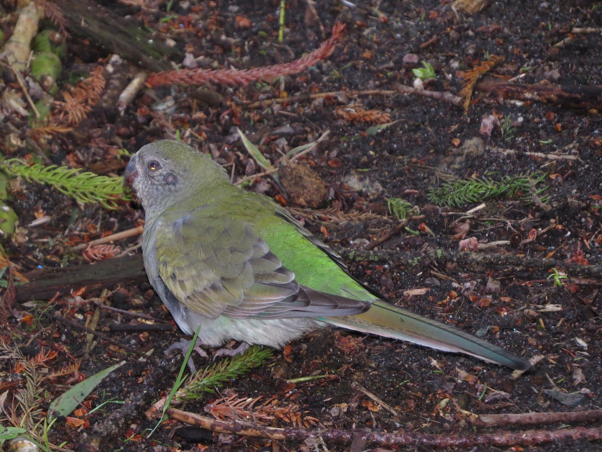 Red-rumped Parrot - ML64171301