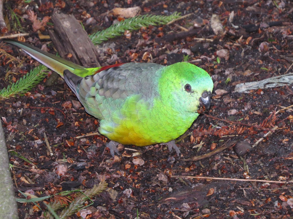 Red-rumped Parrot - ML64171391