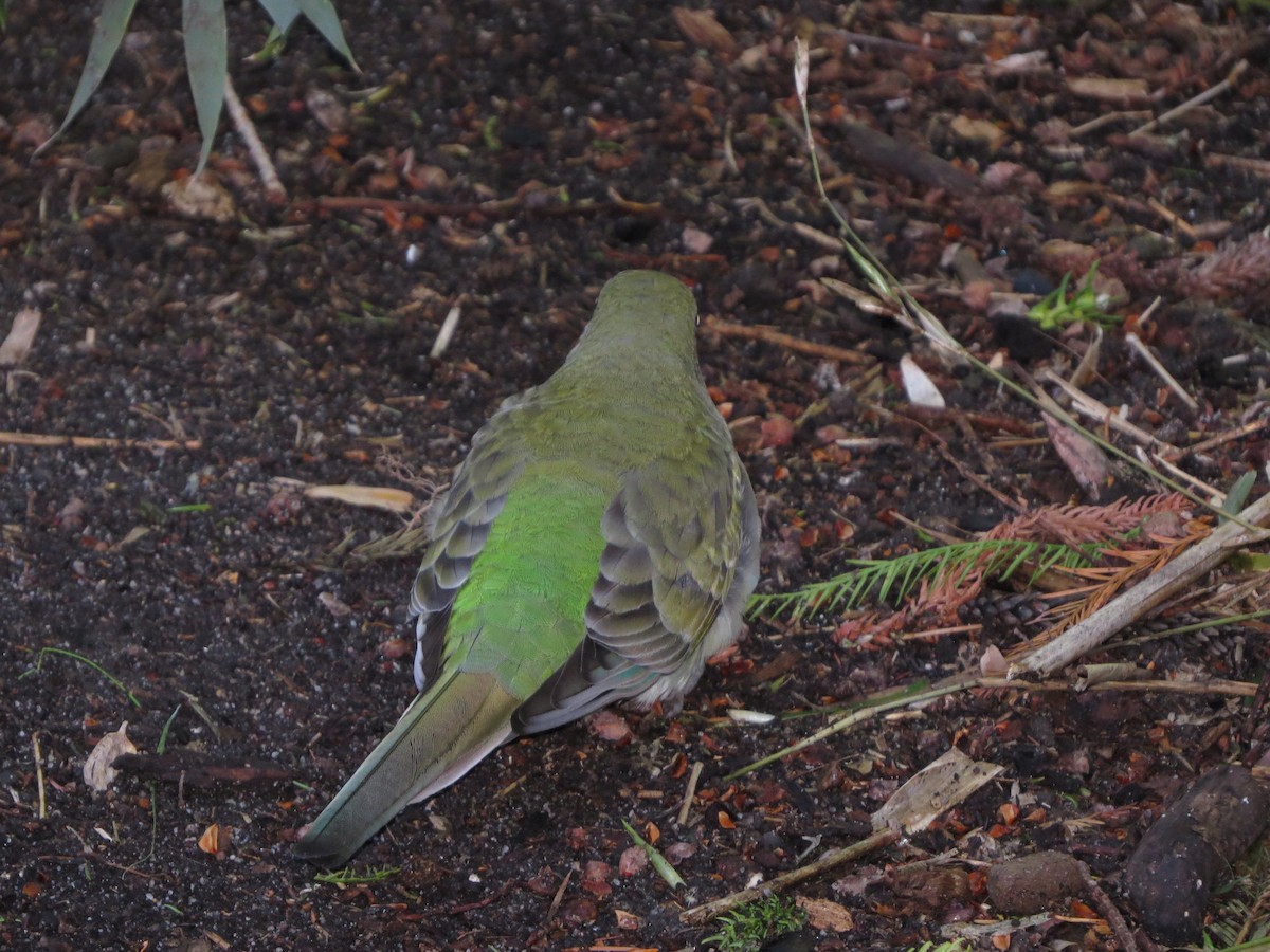 Red-rumped Parrot - ML64171601