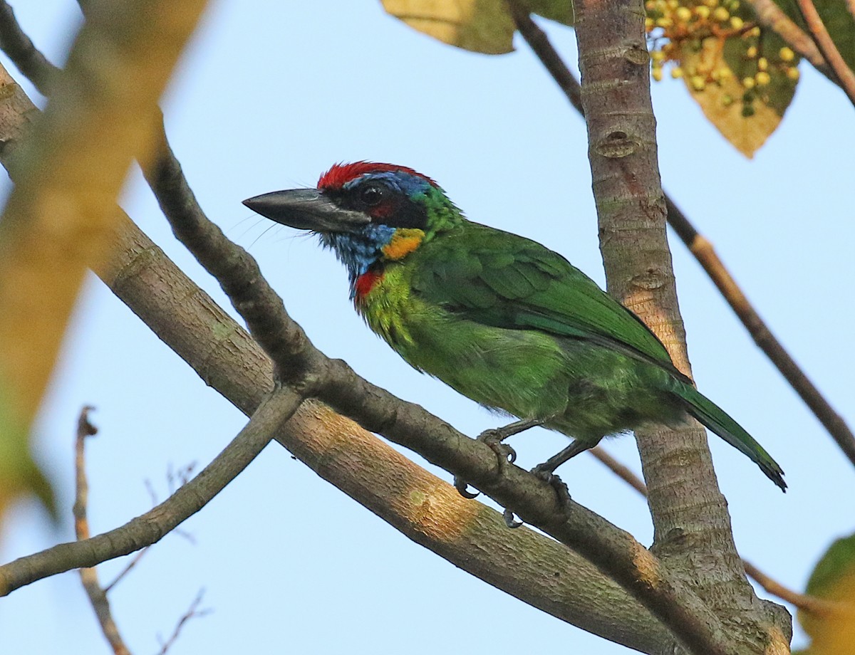 Red-crowned Barbet - Dave Bakewell