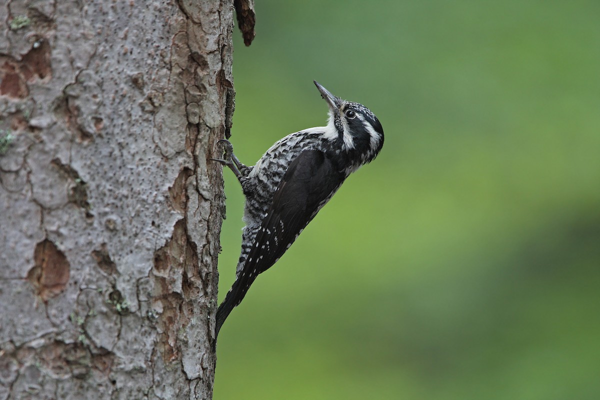 Eurasian Three-toed Woodpecker - ML64175711