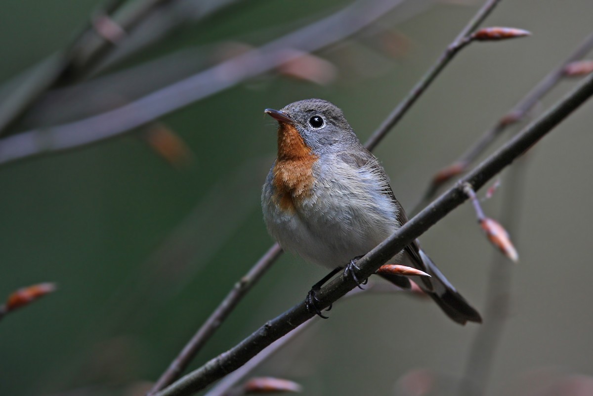 Red-breasted Flycatcher - ML64176071