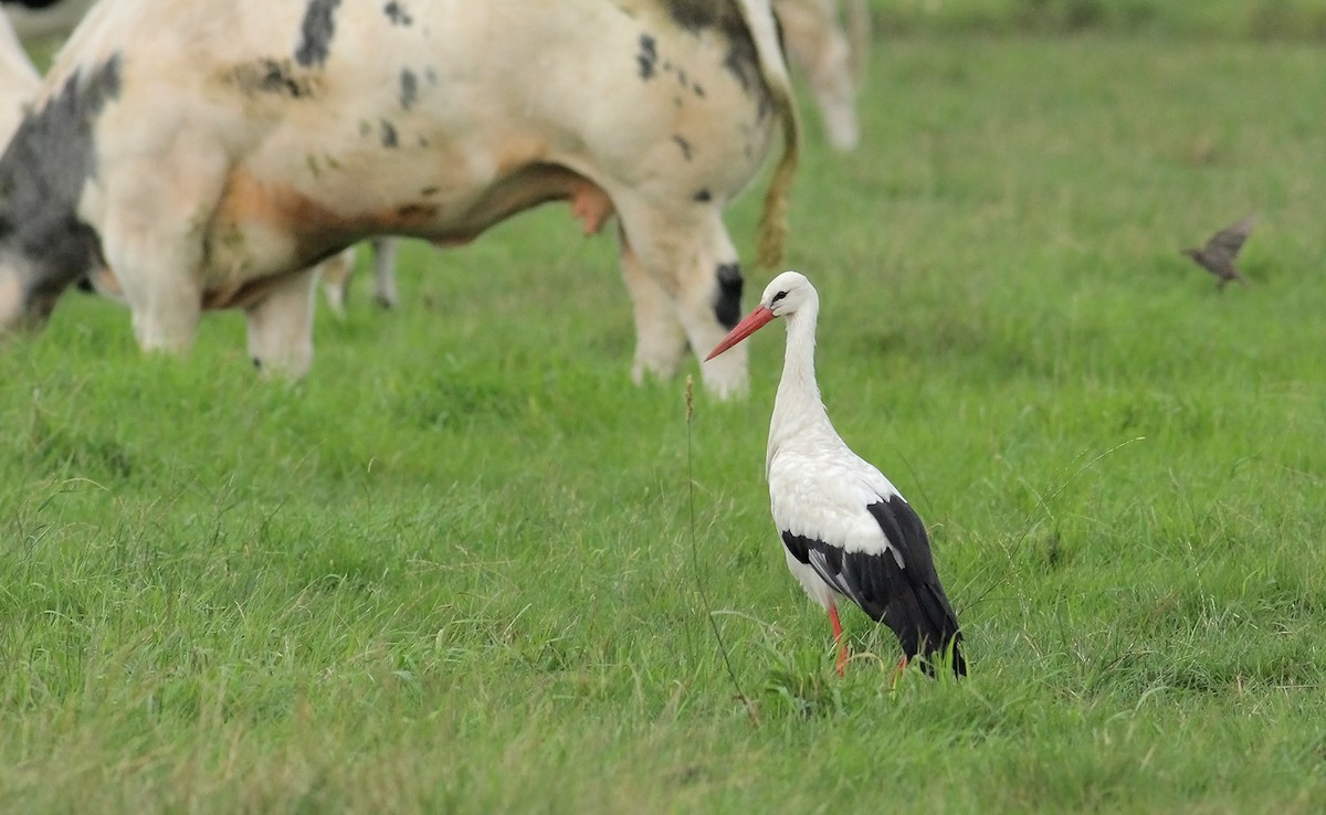 White Stork - Adrien Mauss