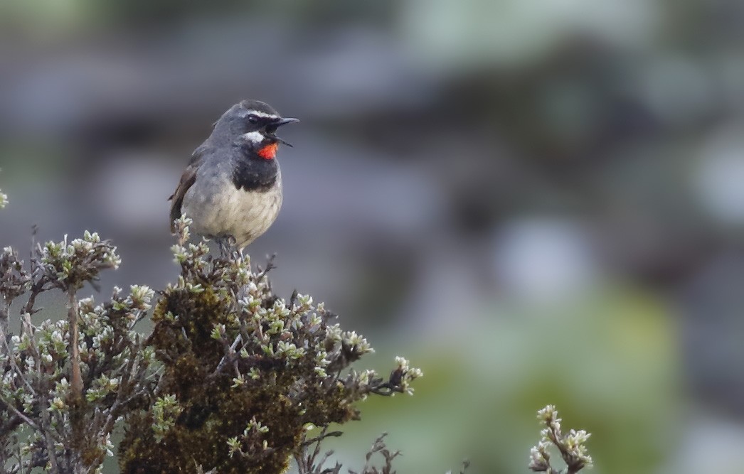 Chinese Rubythroat - Dave Curtis