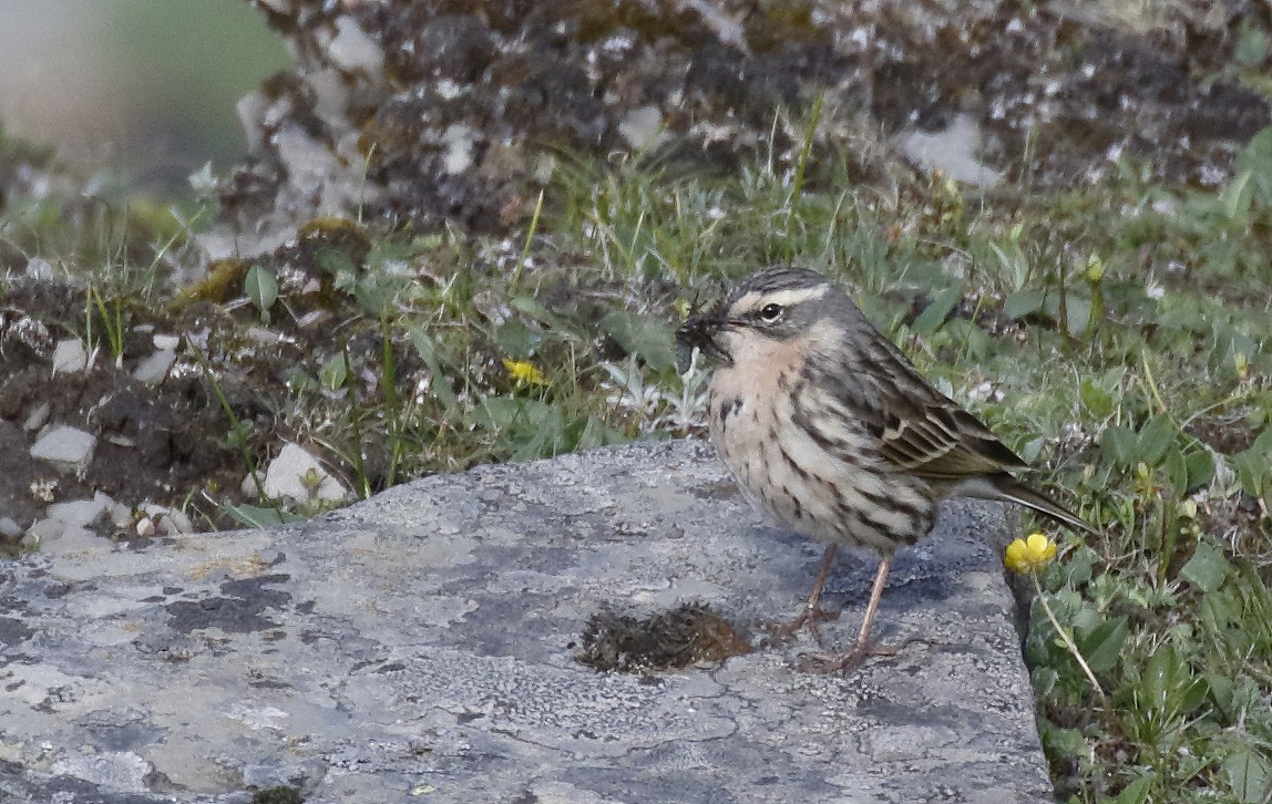 Rosy Pipit - ML64181781