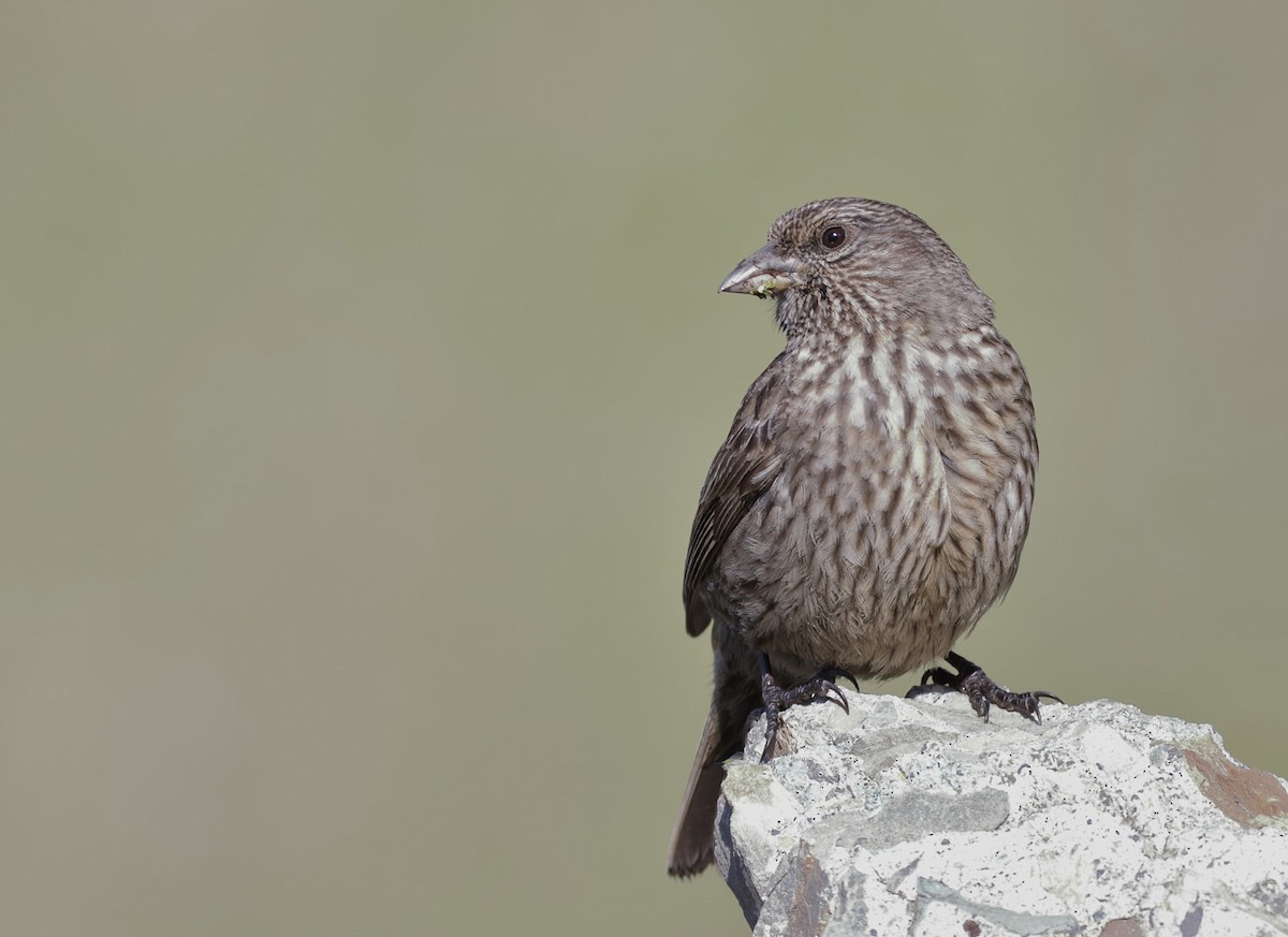 Red-fronted Rosefinch - ML64182301