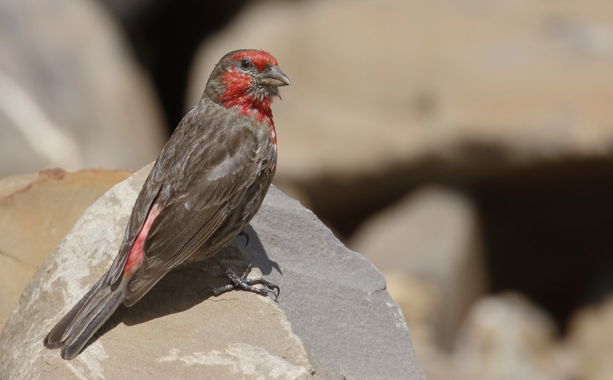 Red-fronted Rosefinch - ML64182331