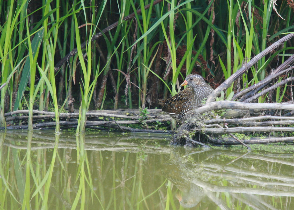 Spotted Crake - ML64182691