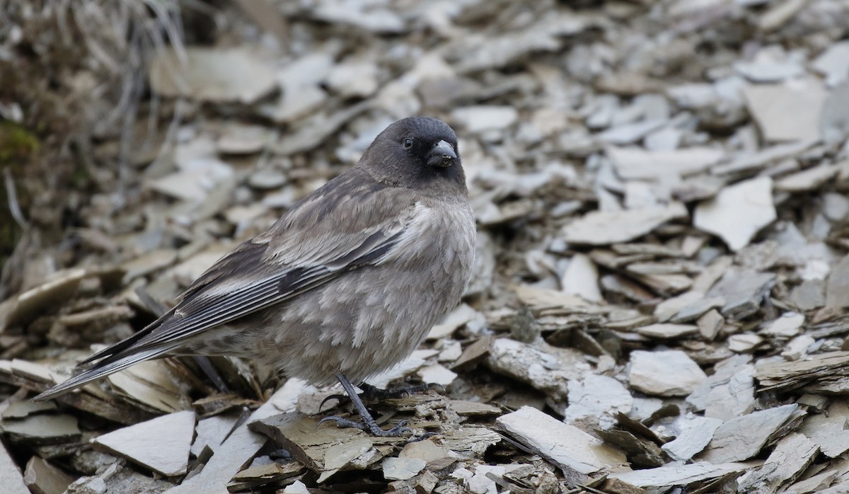 Black-headed Mountain Finch - Dave Curtis