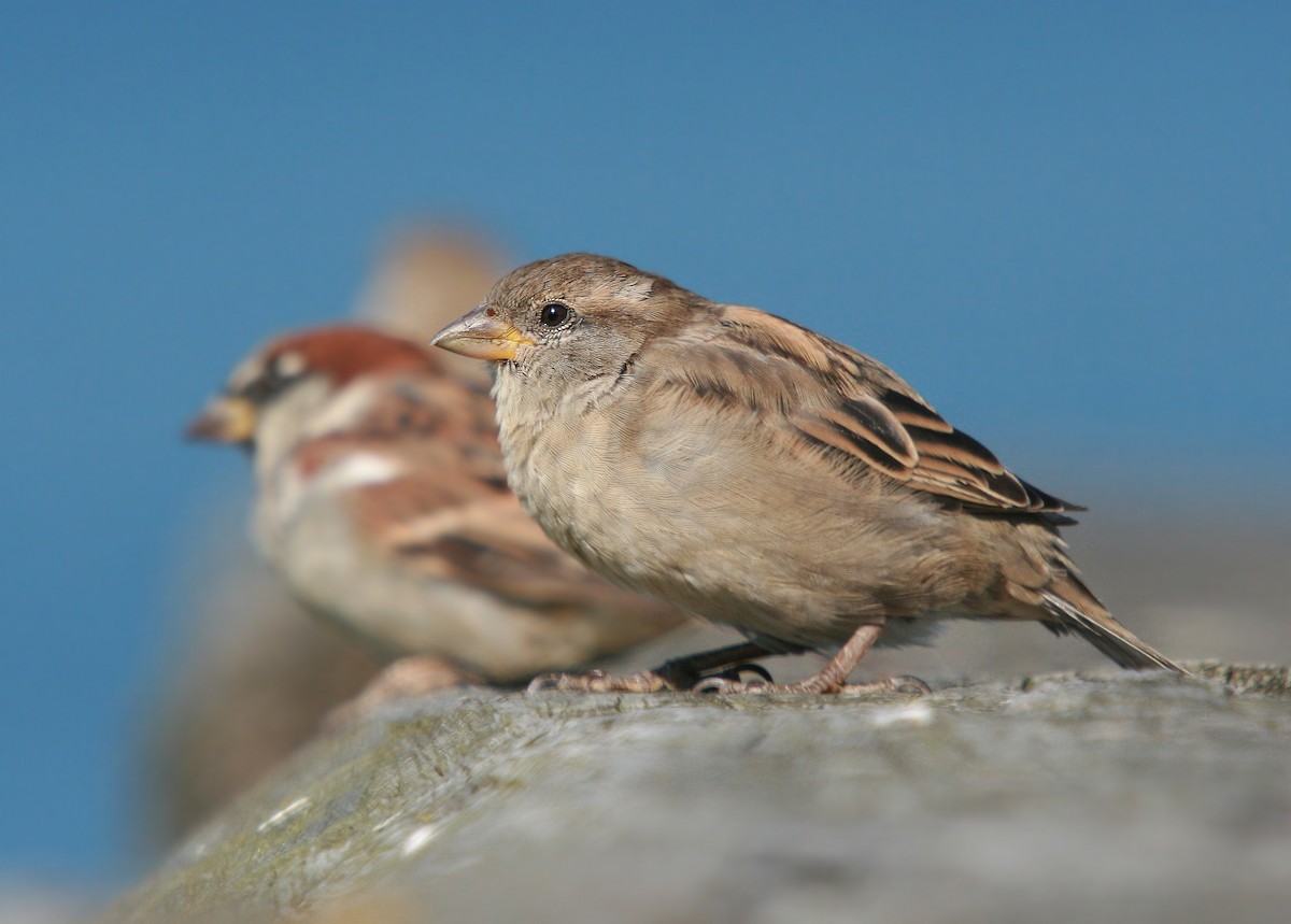 House Sparrow - Christoph Moning