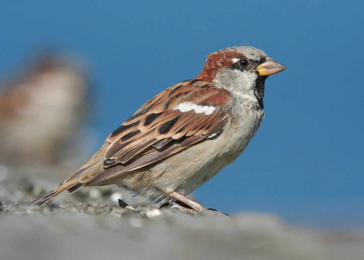 House Sparrow - Christoph Moning