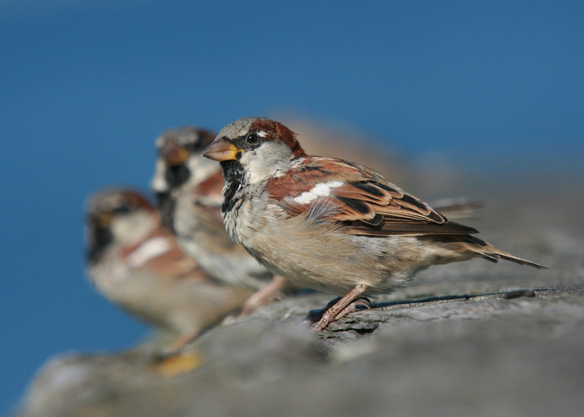 House Sparrow - ML64183321