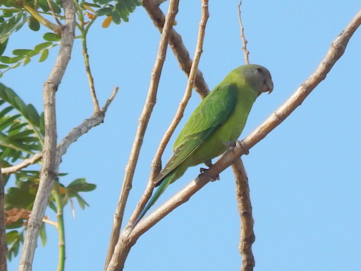 Plum-headed Parakeet - Sivakumar Ramasamy