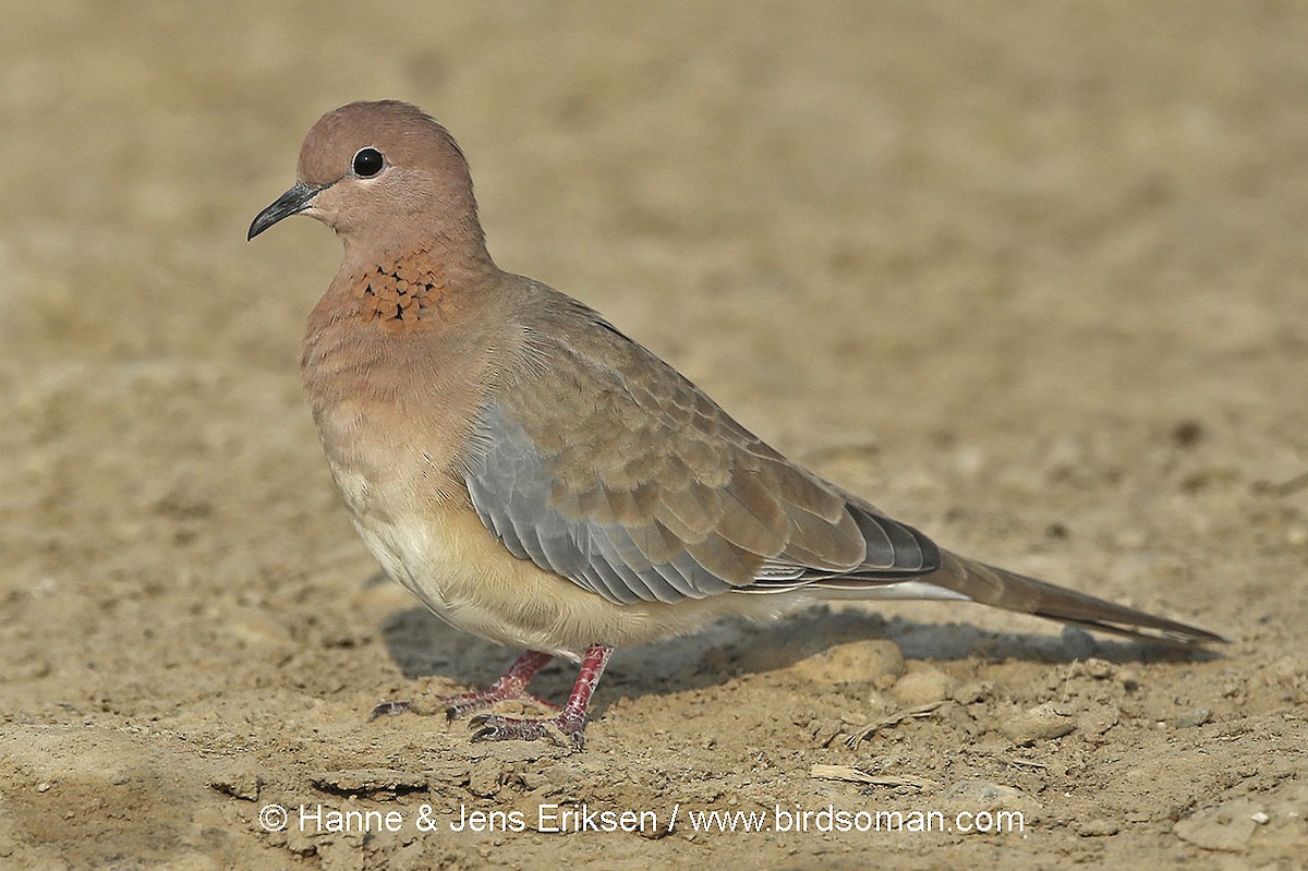 Laughing Dove - ML64183991