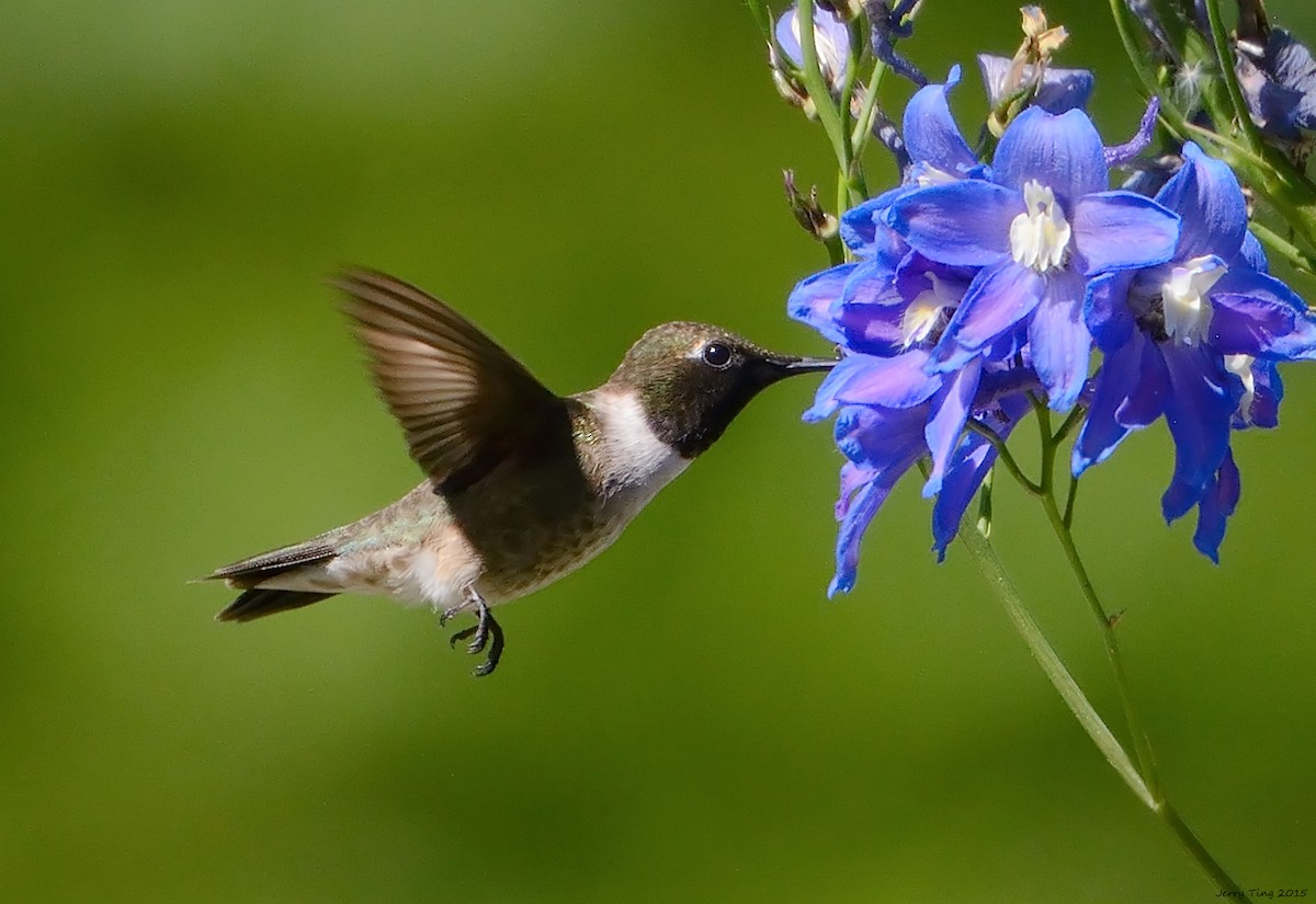 Black-chinned Hummingbird - Jerry Ting