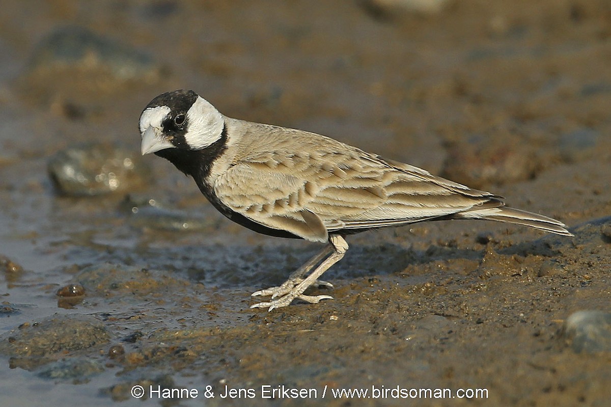 Black-crowned Sparrow-Lark - Jens Eriksen