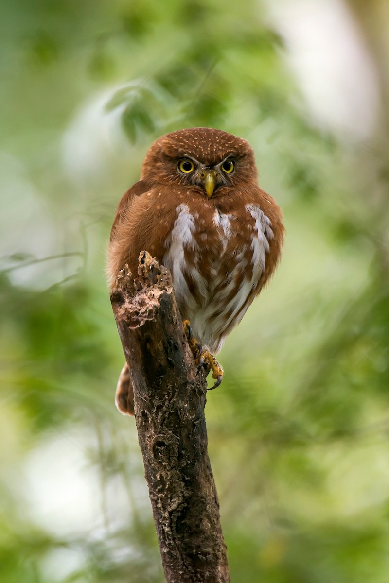 Least Pygmy-Owl - Leonardo Merçon / Instituto Últimos Refúgios