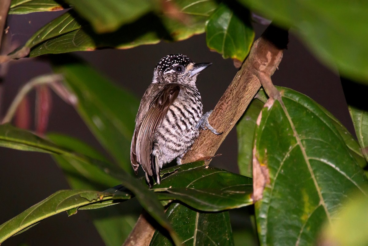 White-barred Piculet - ML64185591