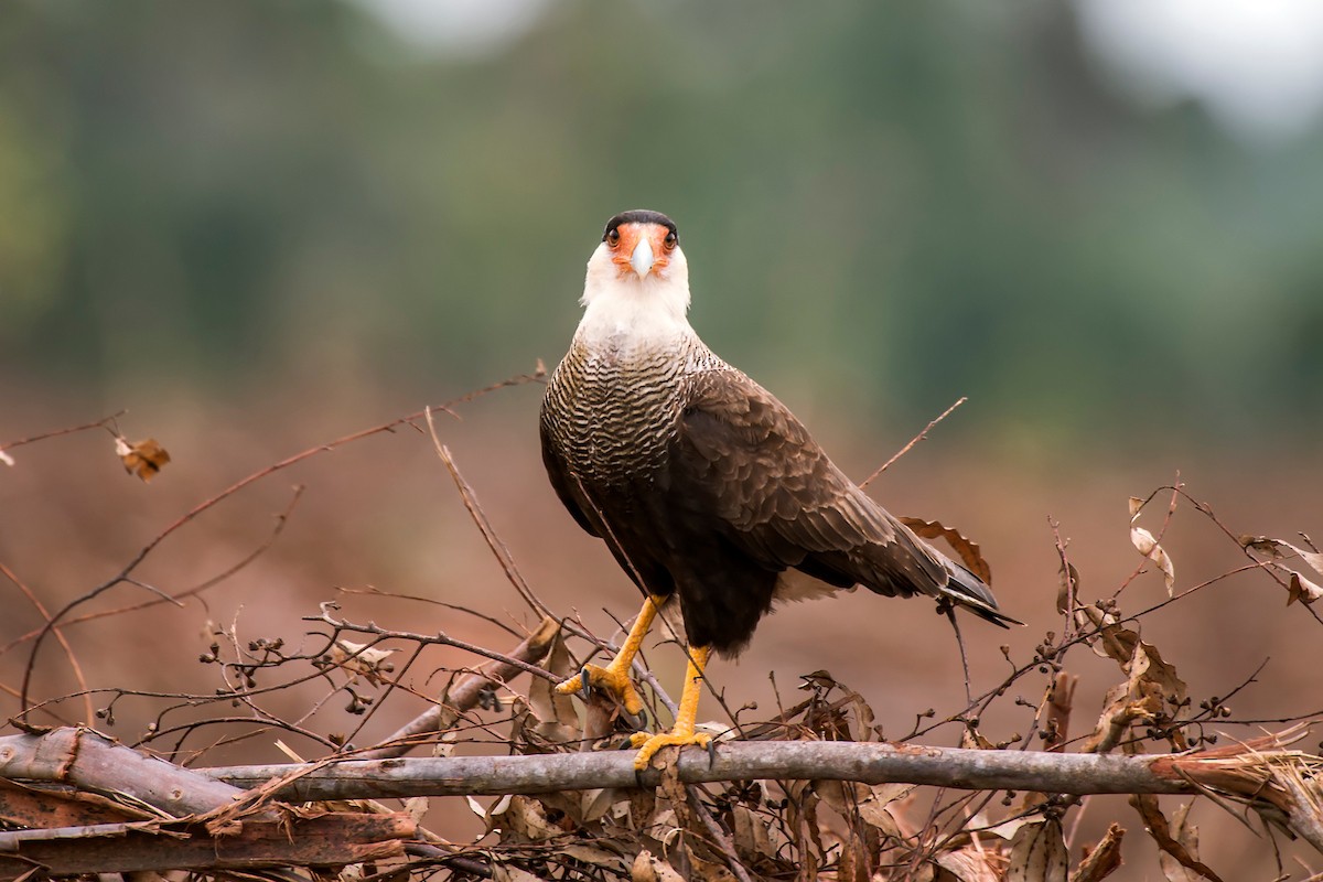 Crested Caracara (Southern) - ML64185661