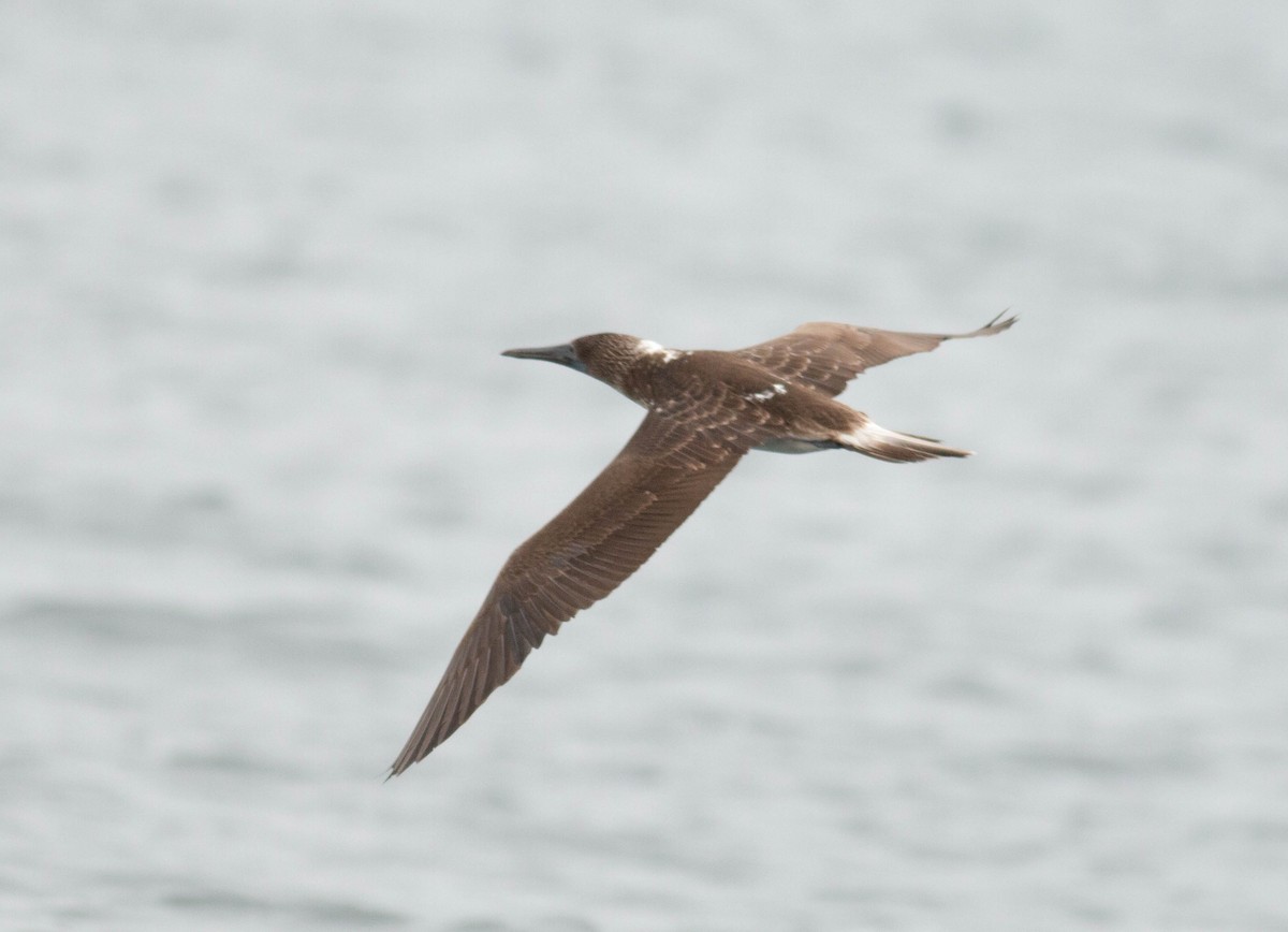 Blue-footed Booby - ML64187191