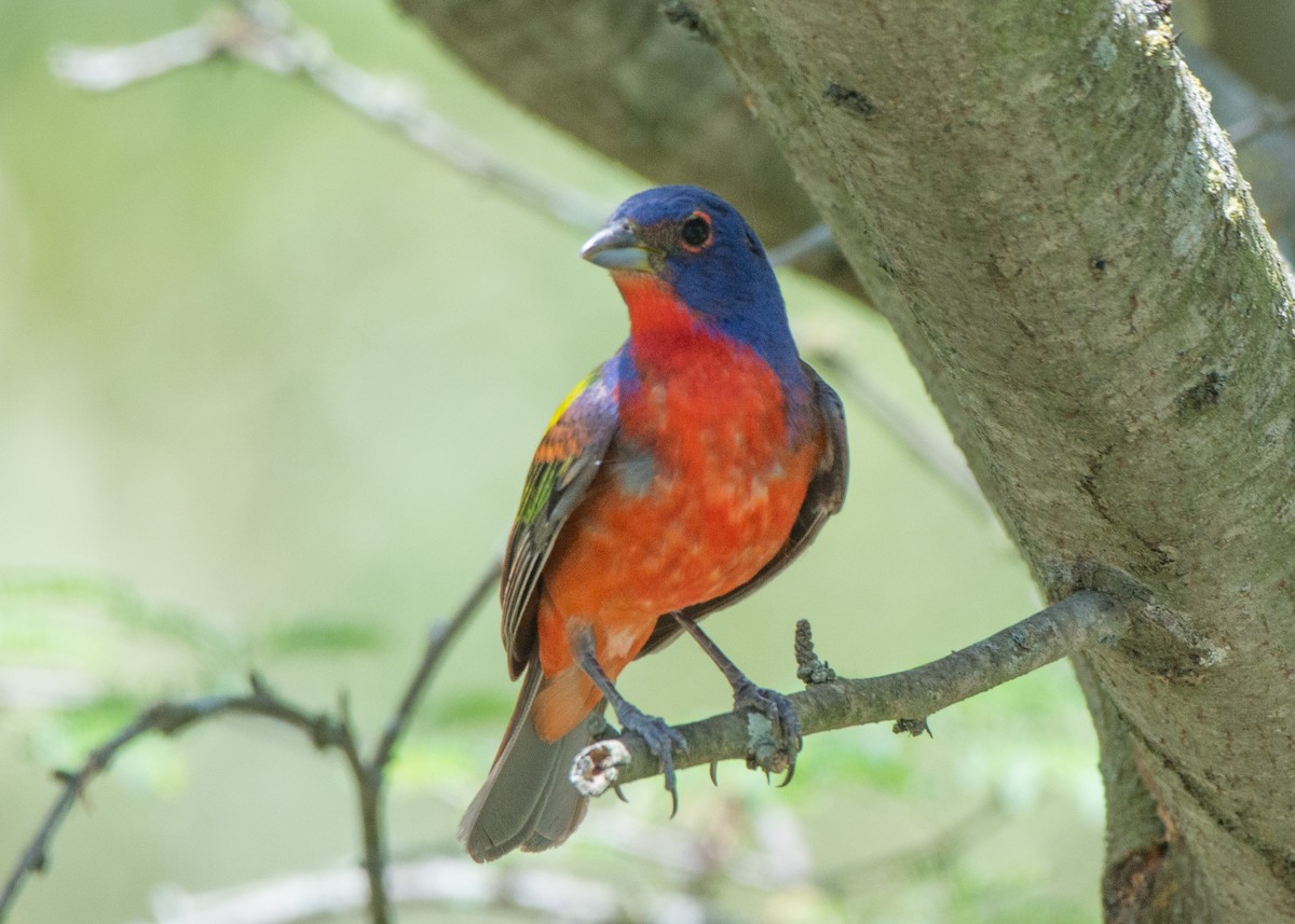 Painted Bunting - ML64188151