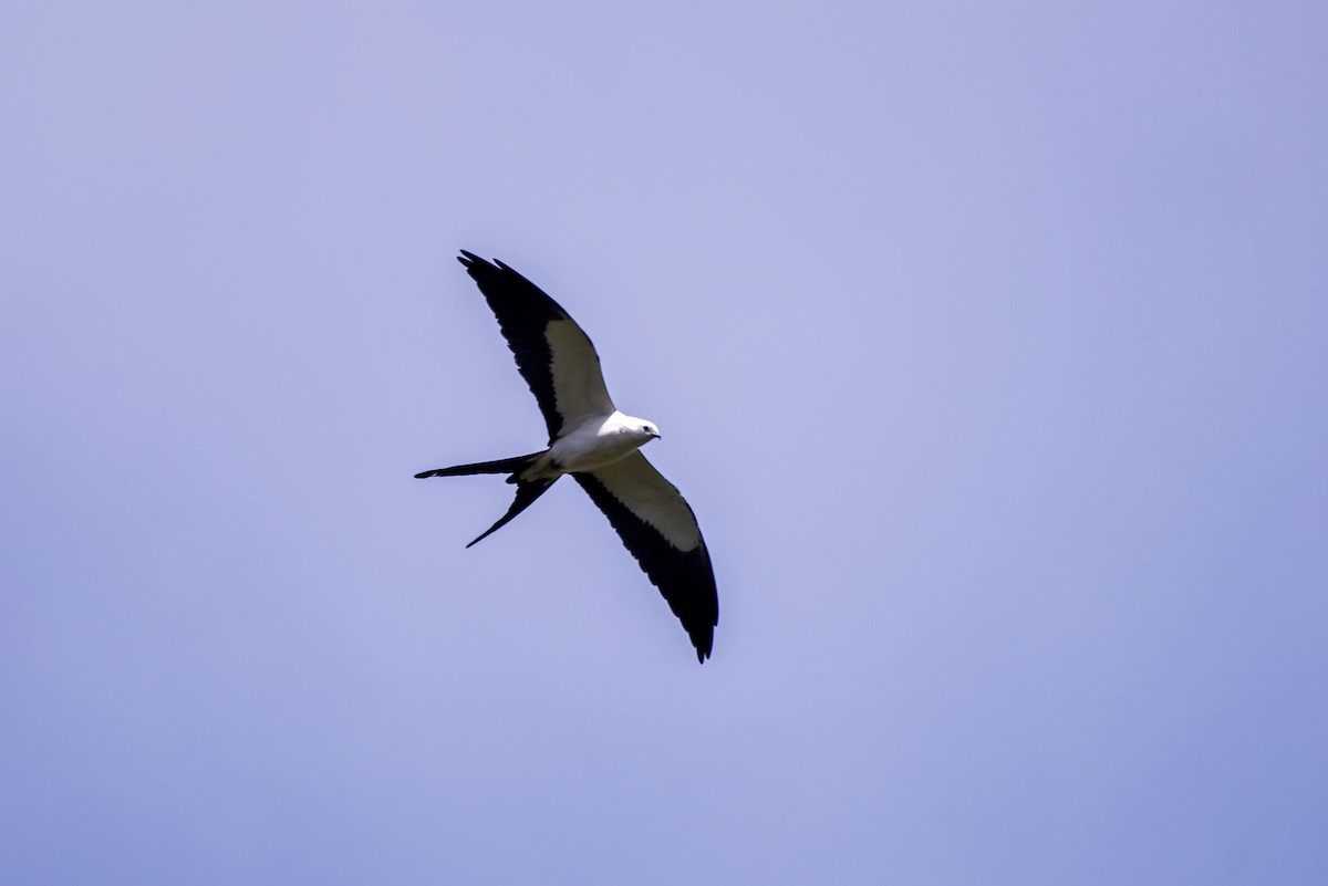 Swallow-tailed Kite - Leonardo Merçon / Instituto Últimos Refúgios