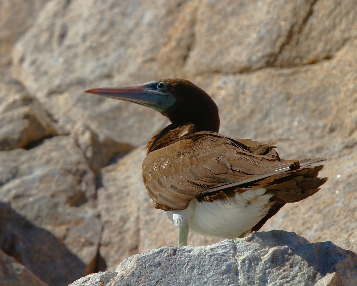Brown Booby - ML64188381