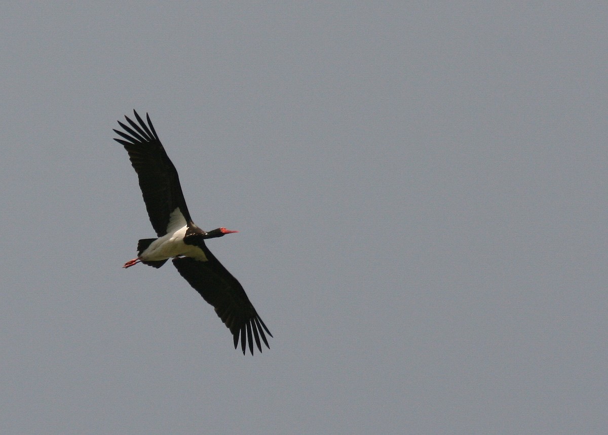 Black Stork - Christoph Moning