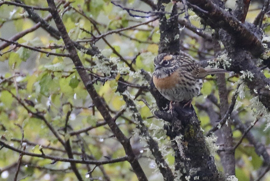 Rufous-breasted Accentor - ML64189461