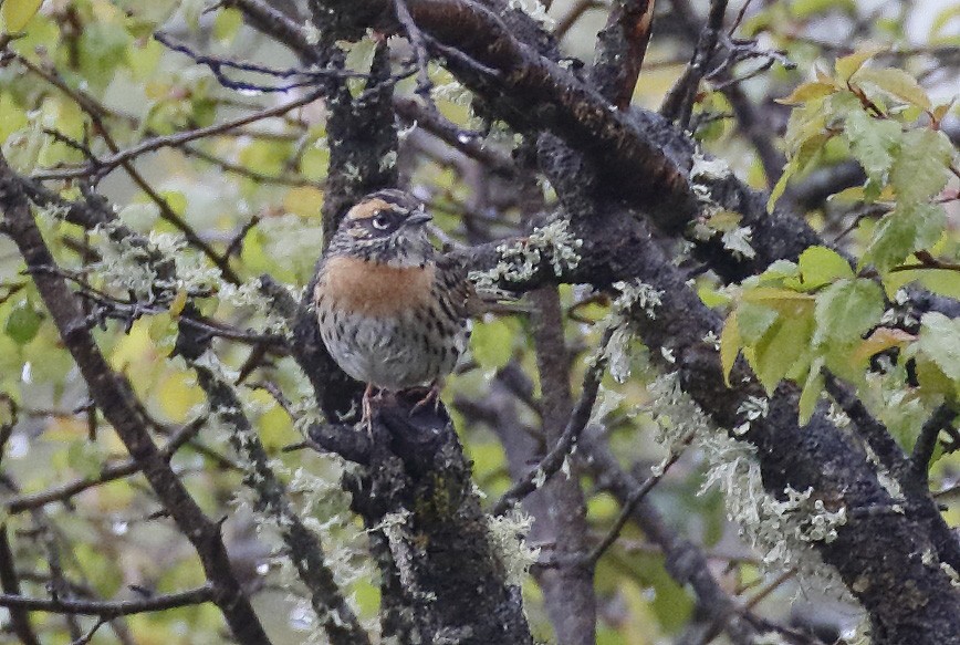 Rufous-breasted Accentor - ML64189471