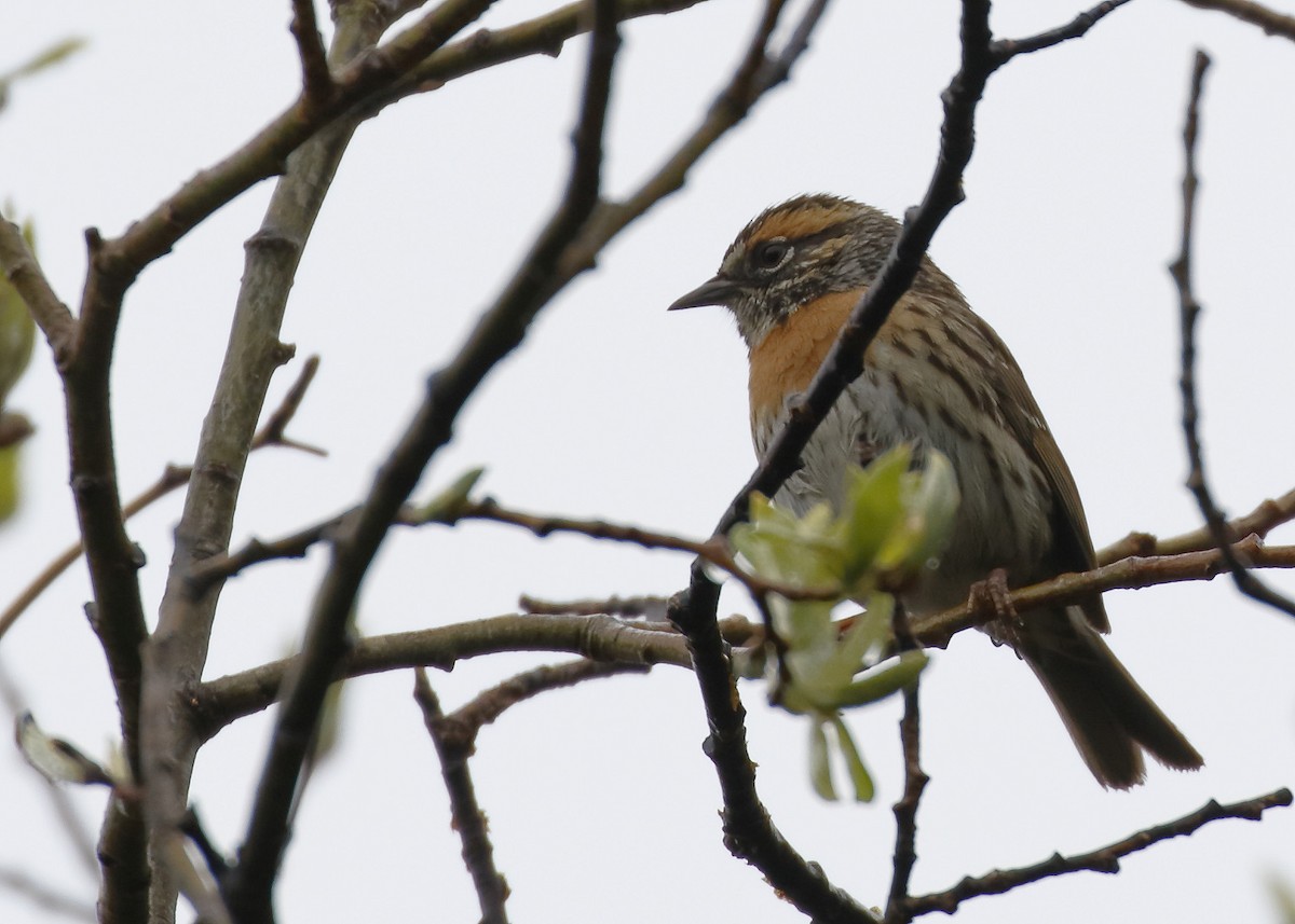 Rufous-breasted Accentor - ML64189501