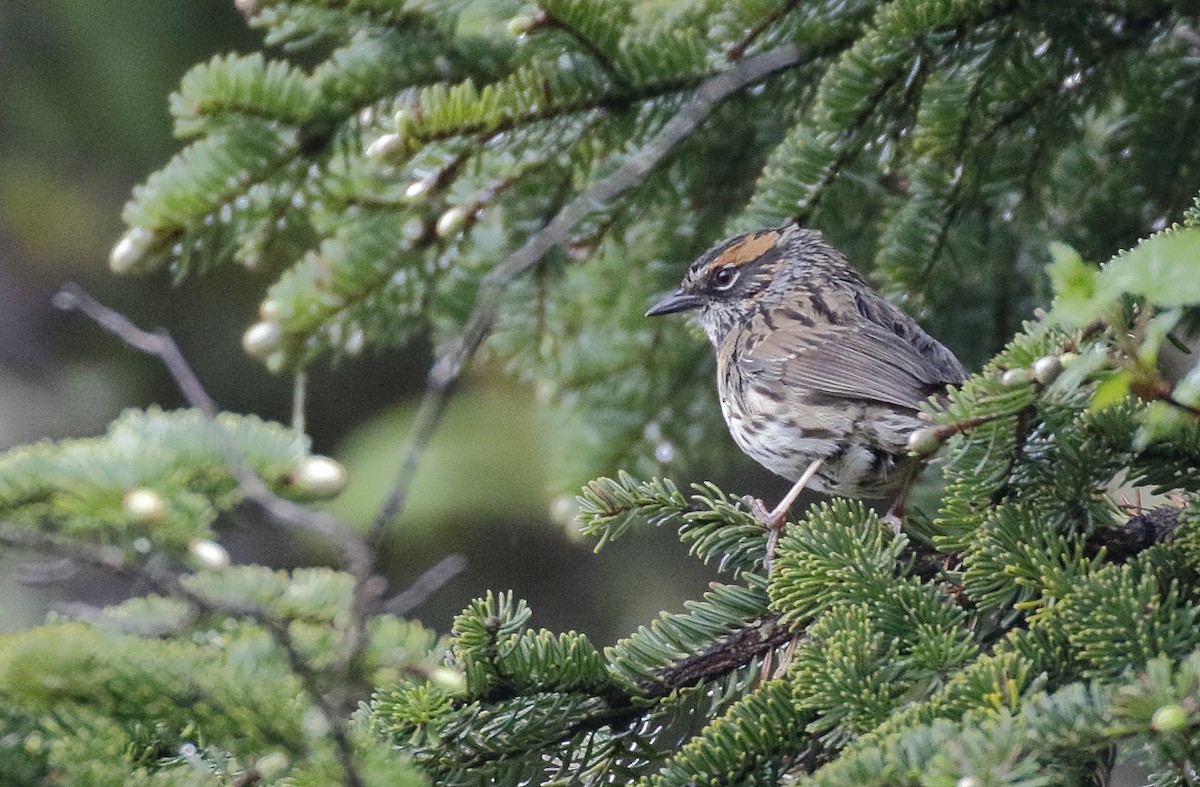 Rufous-breasted Accentor - ML64189511
