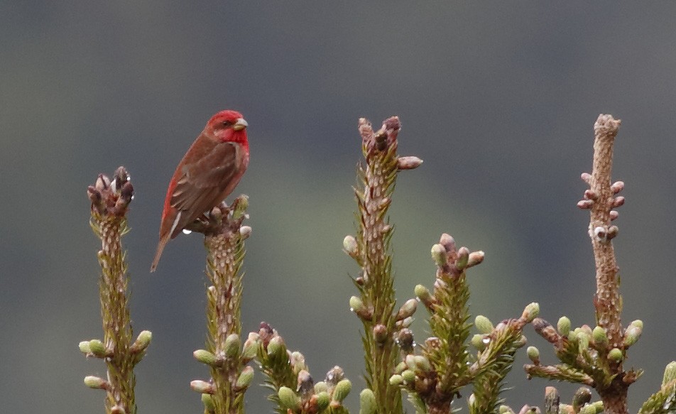 Common Rosefinch - Dave Curtis