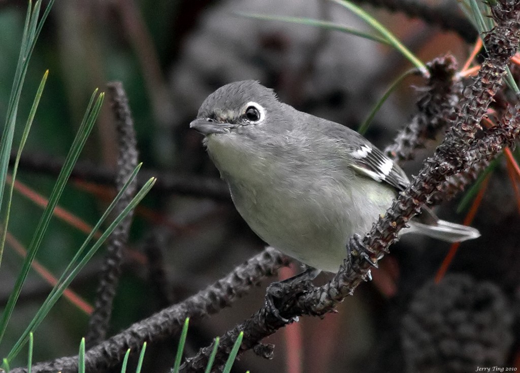 Plumbeous Vireo - Jerry Ting