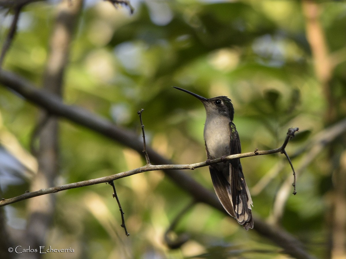 kolibřík klínoocasý - ML64191171