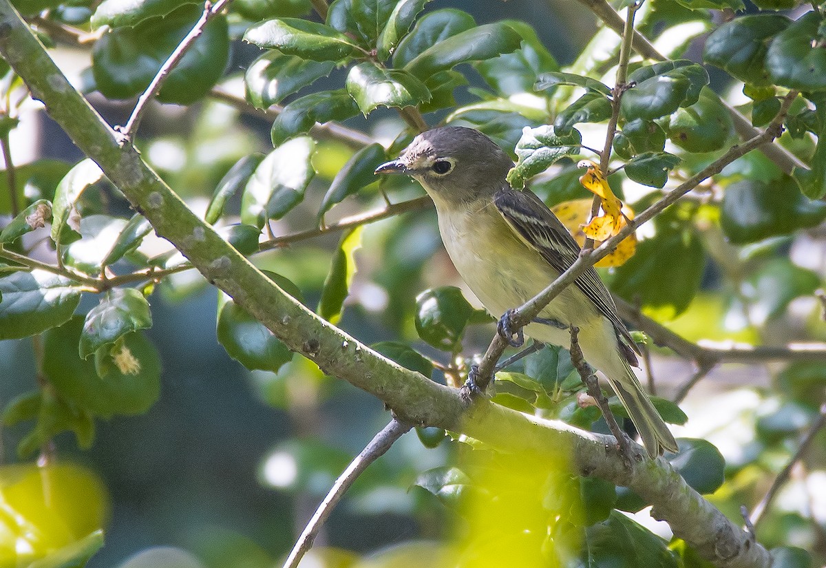 Cassin's Vireo - Jerry Ting