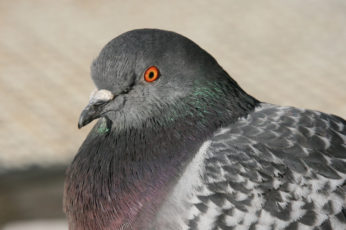 Rock Pigeon (Feral Pigeon) - ML64193631