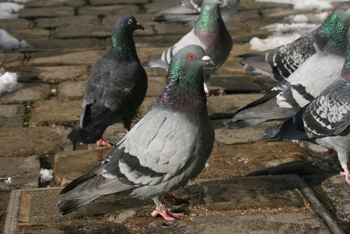 Rock Pigeon (Feral Pigeon) - ML64193641