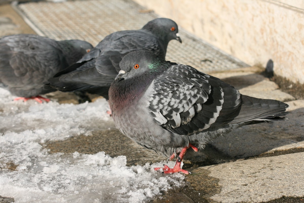 Rock Pigeon (Feral Pigeon) - ML64193651