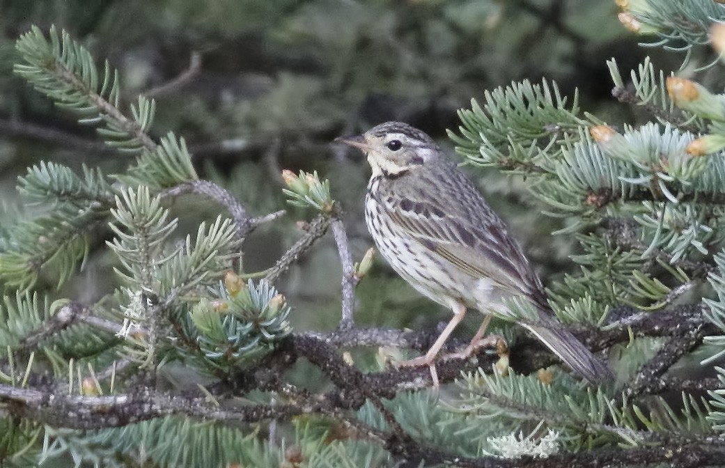 Olive-backed Pipit - Dave Curtis