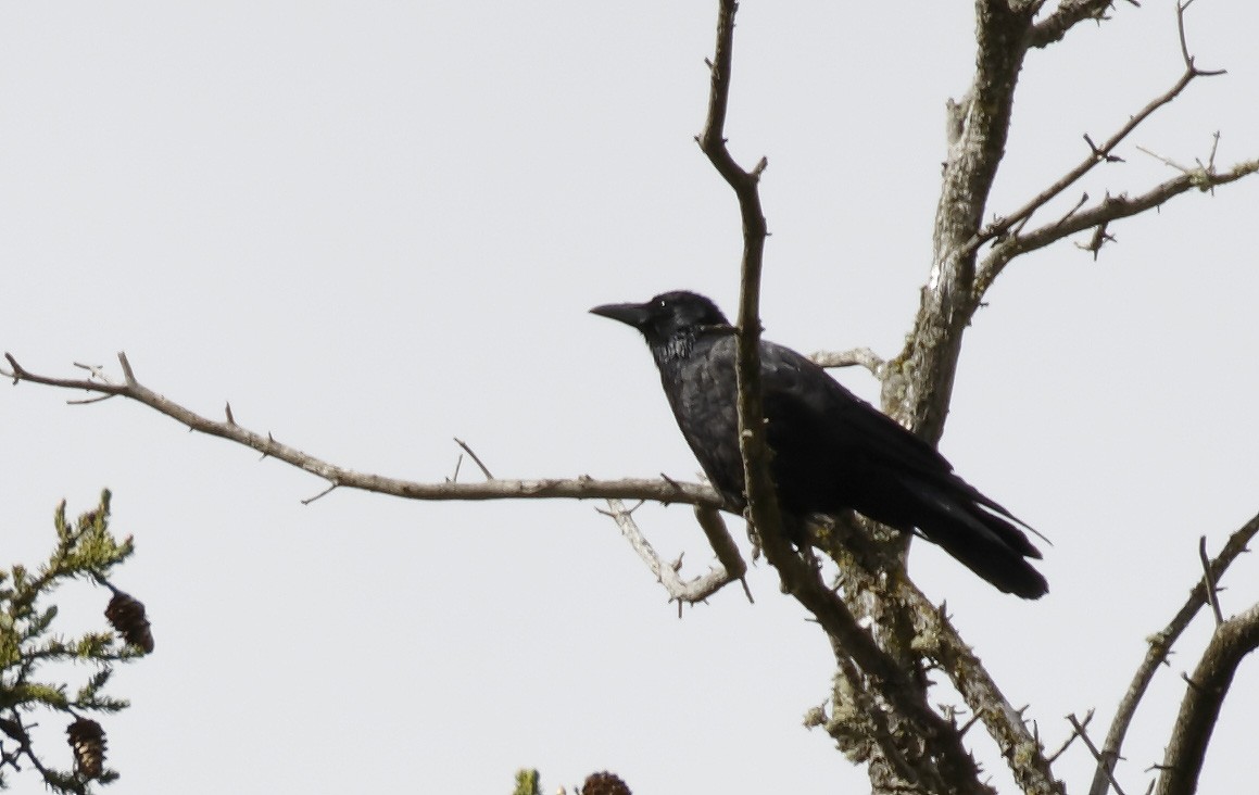 Carrion Crow - Dave Curtis